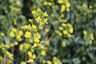 Canola industry calls on Federal Government for immediate support