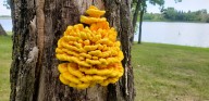 Dokken: Late-summer foraging offers a variety of tasty possibilities