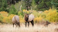 Annual meadow closures set to go into effect at Rocky Mountain National Park