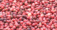Cranberry growers in Wisconsin expect big harvest this year