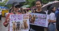 Court orders stray dogs in New Delhi released, easing its order to move them all to shelters