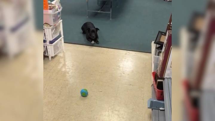 New York Thrift Store Has Sweet Furry Employee Who Is Obsessed With Customers