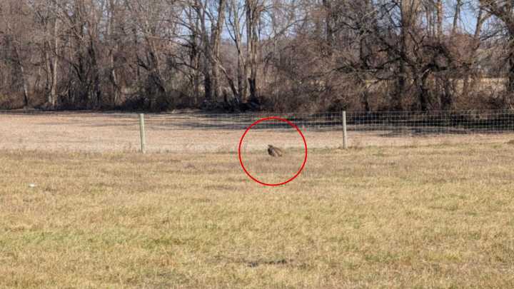 Pennsylvania Child Spots Unusual Creature By Fence And Calls For Rescuers