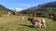 El ‘bosque del futuro’ ya lo cuidaban nuestros abuelos: la gestión tradicional del monte, clave contra los incendios