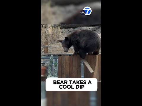 Bear takes a cool dip