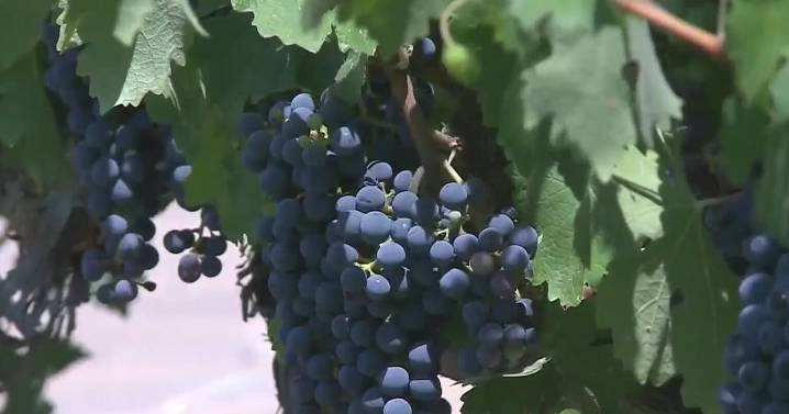 Early estimates of Pickett Fire's economic impact to Napa wine industry around $65M