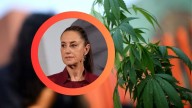 'Que no se preste para venta de otras drogas': Sheinbaum aborda regulación de zonas de cannabis