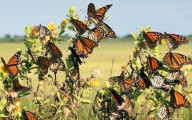 Profepa denuncia tala ilegal en zona de influencia de la mariposa monarca
