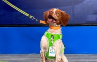 Va Agsal por otro perro cazafugas; desembolsaría $1 millón