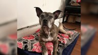 Senior Pup Abandoned On The Streets Of Florida Is Overjoyed To Get A Second Chance