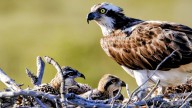 Why That Drone Flight Over Yellowstone’s Osprey Nest Could Have Serious Consequences