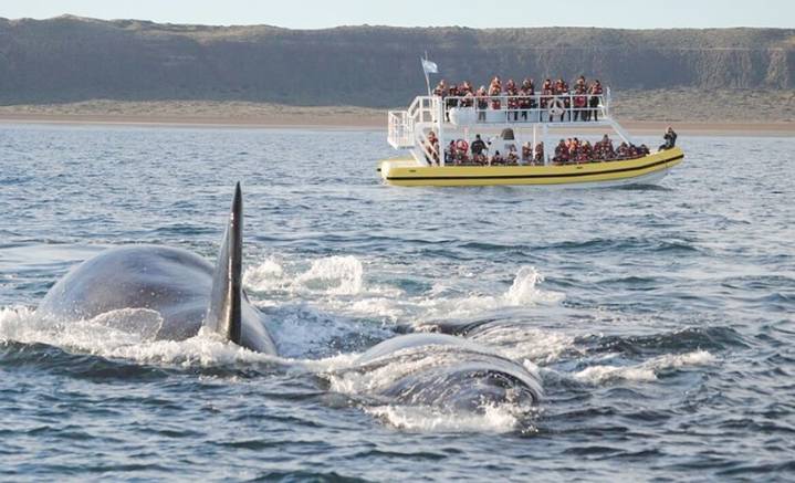 Más de 2.100 ballenas francas llegaron a la Península Valdés