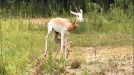 BREC's Baton Rouge Zoo welcomes its first dama gazelle calf to the zoo