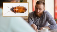 'No One Needs An AR-15' Says Person Who's Obviously Never Seen The Cockroaches In Texas