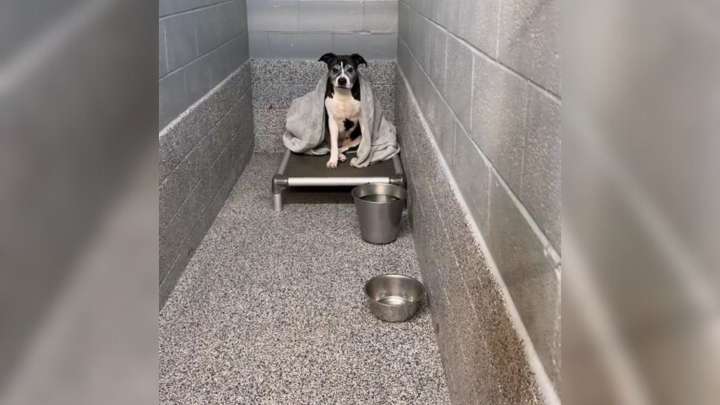 Kansas Senior Dog Overlooked For A Year Lights Up When Someone Stops To Visit