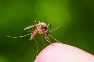 Reports of fourth West Nile Virus case in Shelby County