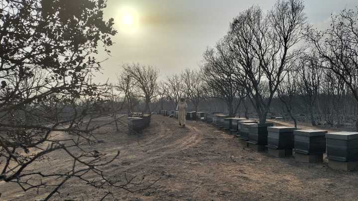 El humo del incendio adormeció el "paraíso" de las abejas de Álvaro: "No sé si conseguiré recuperarme"