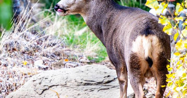Wasting disease response showing signs of promise