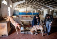 APA Rioja conmemora este sábado el día del animal abandonado