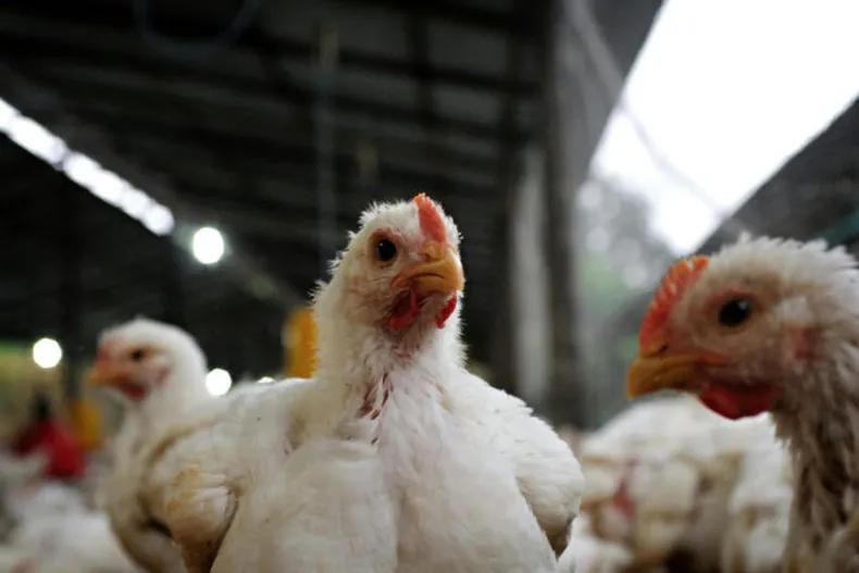 Por un brote de gripe aviar, Argentina suspendió sus exportaciones de productos avícolas