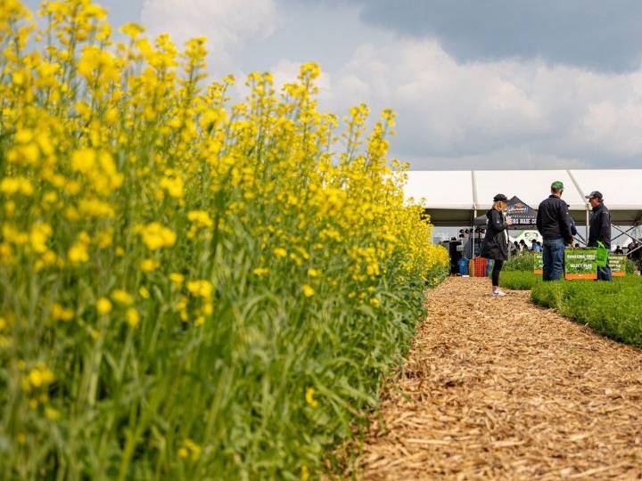 'This is our livelihood': Farmers brace for hit from new China canola tariff