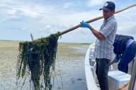 Corpamag alerta al gobierno nacional por invasión de Hydrilla en la Ciénaga Grande