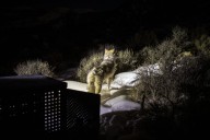 Colorado lawmakers push for pause on wolf reintroduction in session