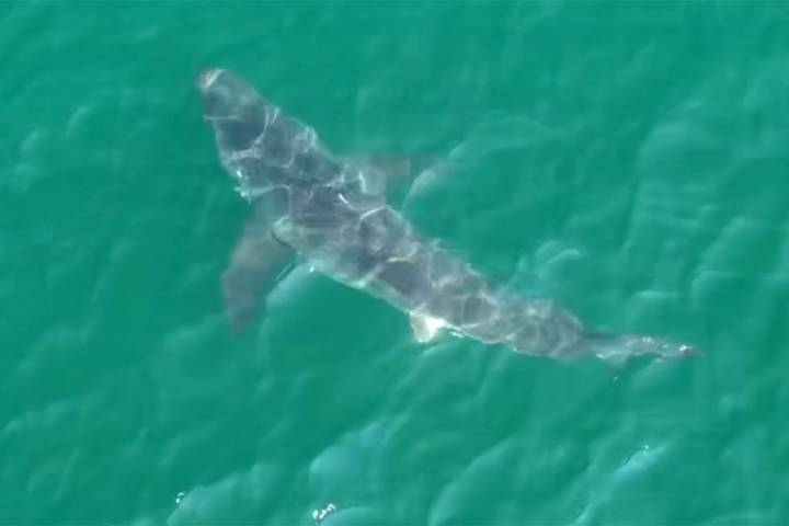 10-Foot Great White Shark Spotted Near Maine Beaches as Police Issue Warning