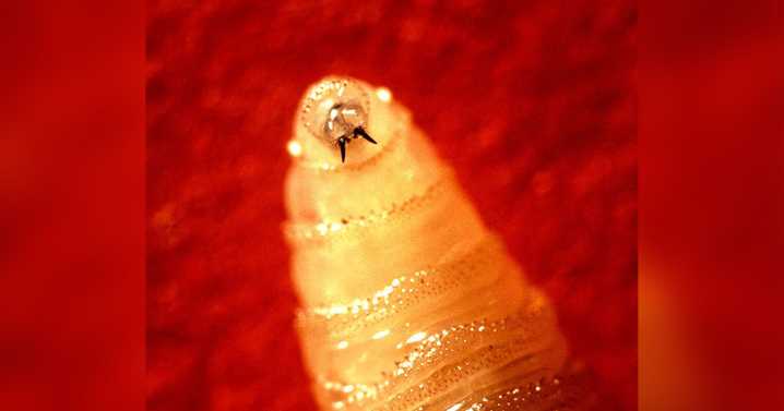 A Maryland resident is diagnosed with screwworm. Here's what to know about the flesh
