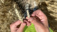 Kansas farmers are among first to test new wheat hybrids