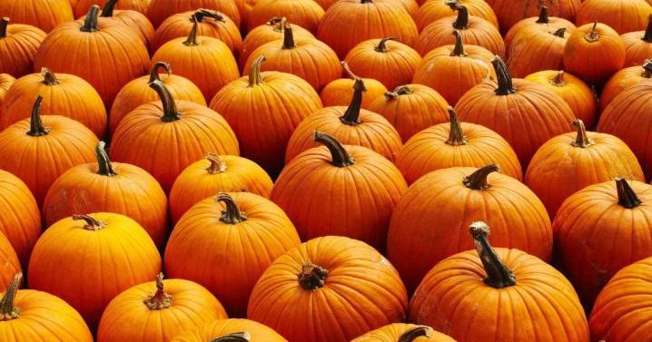 44% of Americans say pumpkin spice now costs more — but they’re still buying: New study