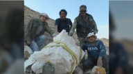 Hallan en Ica fósil único de ave marina de hace 20 millones de años