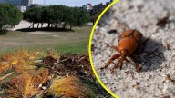 Presencia del "picudo rojo" en Uruguay mantiene en alerta a otros dos países de Sudamerica: Situación es "incontrolable"