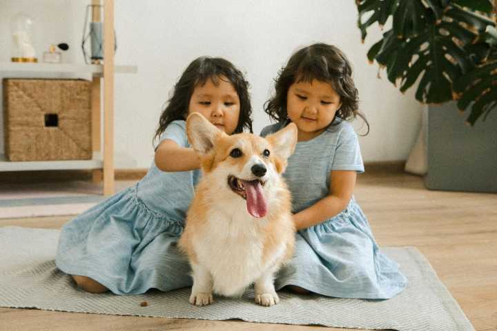 11 Bossy Dog Breeds That Herd Kids Like It’s Their Job
