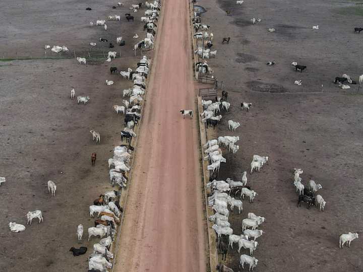 La ganadería sostenible podría frenar las emisiones de metano en Brasil, según ecologistas