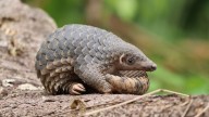 El famoso pangolín, que fue sospechoso de iniciar la pandemia, está en alto riesgo de extinción