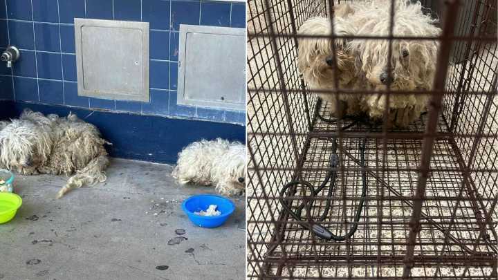 Bonded Pair Of Dogs Sneak Into California School To Get Shelter, What Happens Next Is Heartwarming