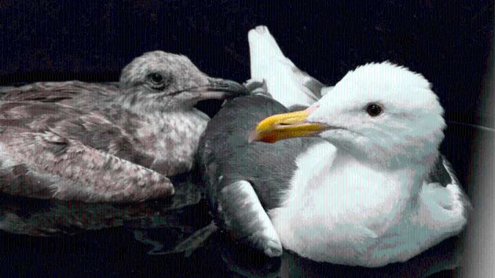 Southern California rescue agency overwhelmed by ‘unusual surge’ of sick, dying seagulls 