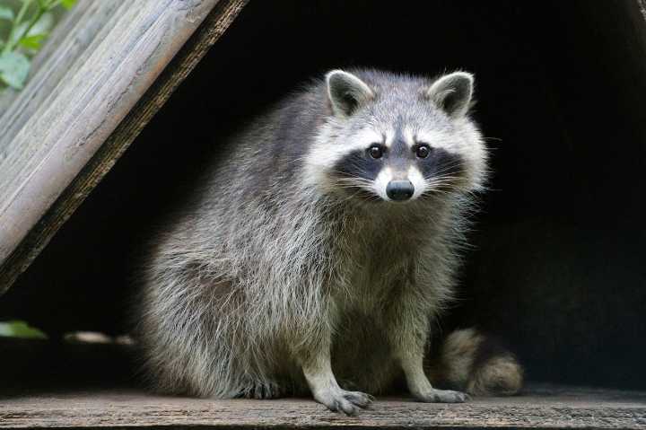 Dear Abby: Neighbor’s backyard ‘wildlife sanctuary’ cause woman undo stress
