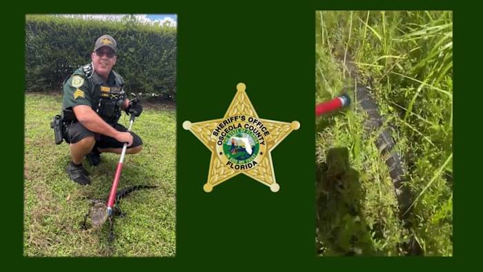 Osceola deputy wrangles gator near school, relocates it, video shows