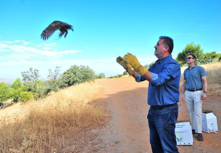 Al menos 88 aves, de ellas 35 cigüeñas, murieron electrocutadas en líneas eléctricas de la provincia en 2024
