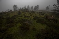 La reintroducción de grandes herbívoros en espacios naturales, clave para combatir los incendios forestales