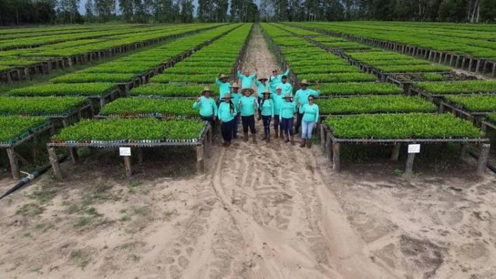 Ministro Saab confirma siembra de más de 4 millones de plantas de pino caribe en Monagas