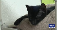 Shelters pause feline intake, overcrowding persists