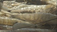 2 Your Town Morgan City: Shrimpers worry about the future of industry in the state