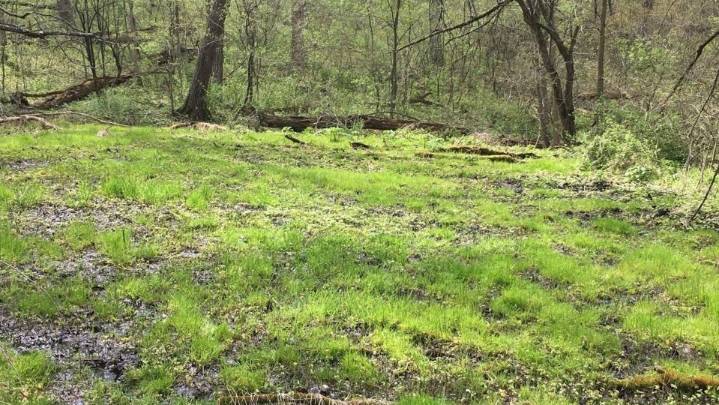 40 acres preserved in Carroll County through conservation easement