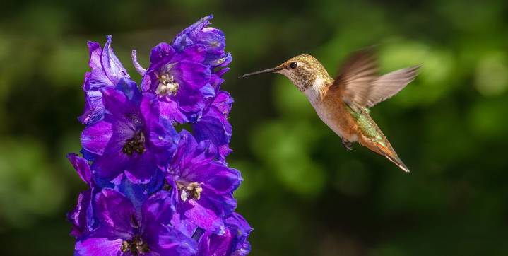 Where Did All the Hummingbirds Go? An Expert’s Surprising Answer