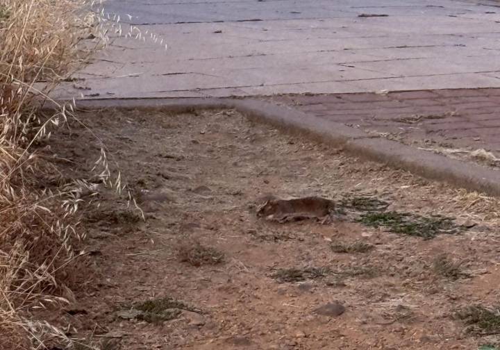 «Las ratas campan a sus anchas» en una zona cercana al campus universitario de León