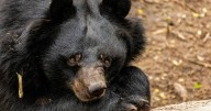 Florida reanuda caza de osos negros tras una década; ambientalistas protestan