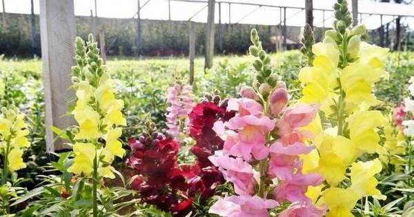Flores ideales para sembrar en septiembre